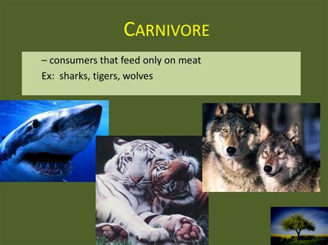 Carnivores Around The World 2025 𝚆𝚊𝚝𝚌𝚑 Online Legally Free
